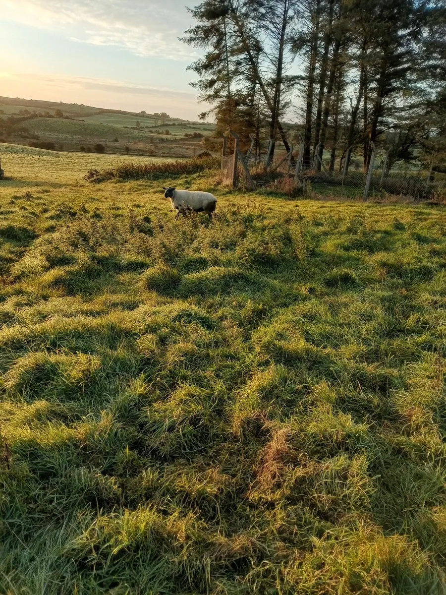 Sheep - Image 2