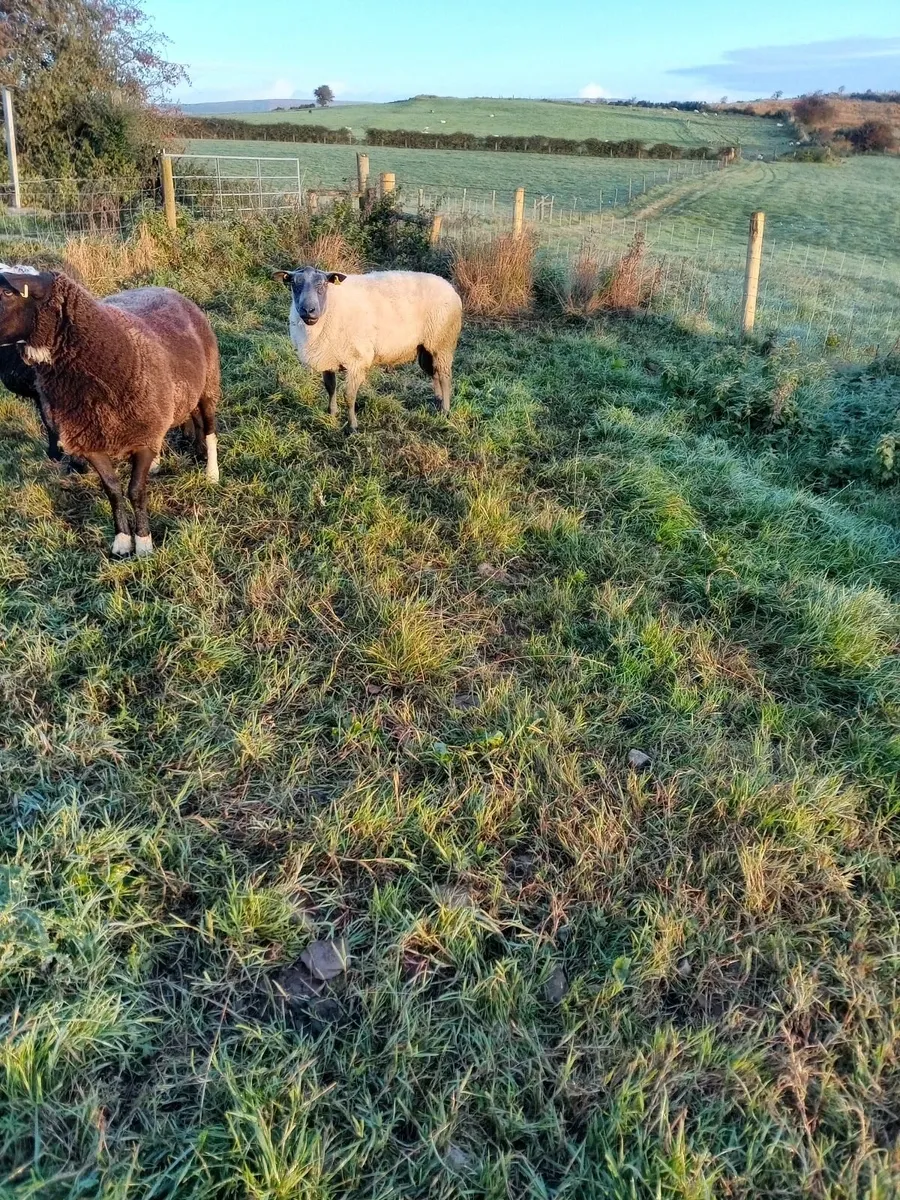 Sheep - Image 3