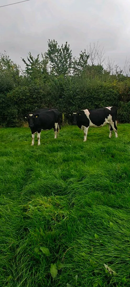 Incalf heifers - Image 2