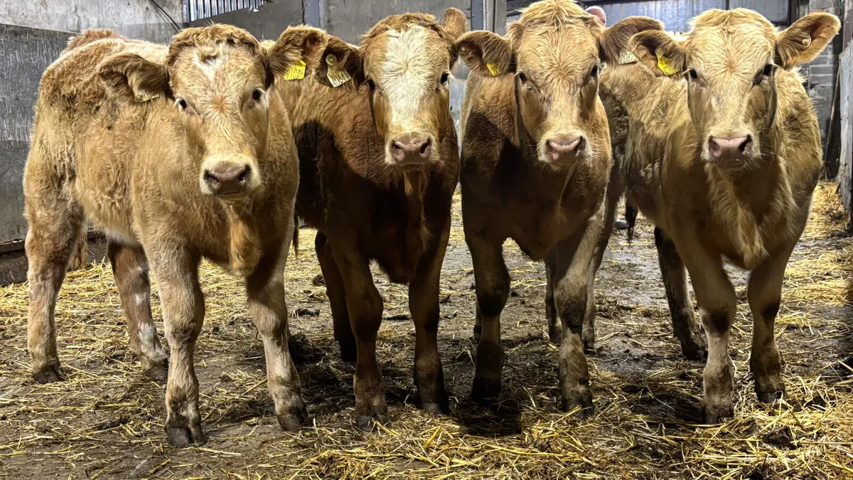 ⭐️ 4 Golden Charolais Heifers ⭐️ - Image 1