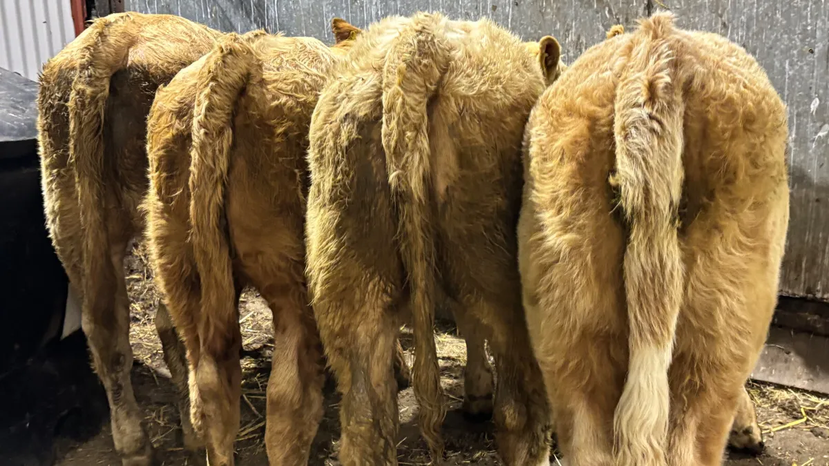 ⭐️ 4 Golden Charolais Heifers ⭐️ - Image 2