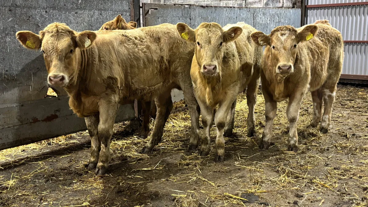 ⭐️ 4 Golden Charolais Heifers ⭐️ - Image 3