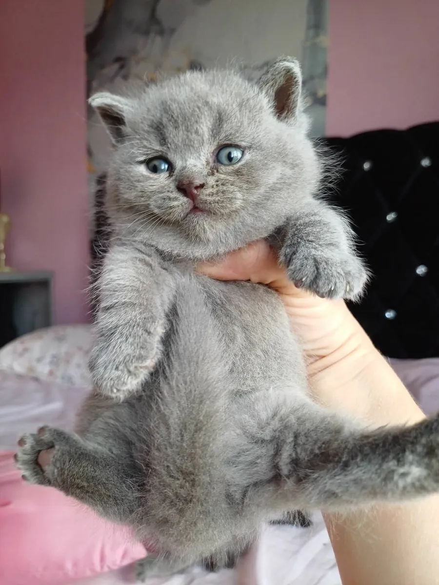 British Shorthair kittens - Image 1