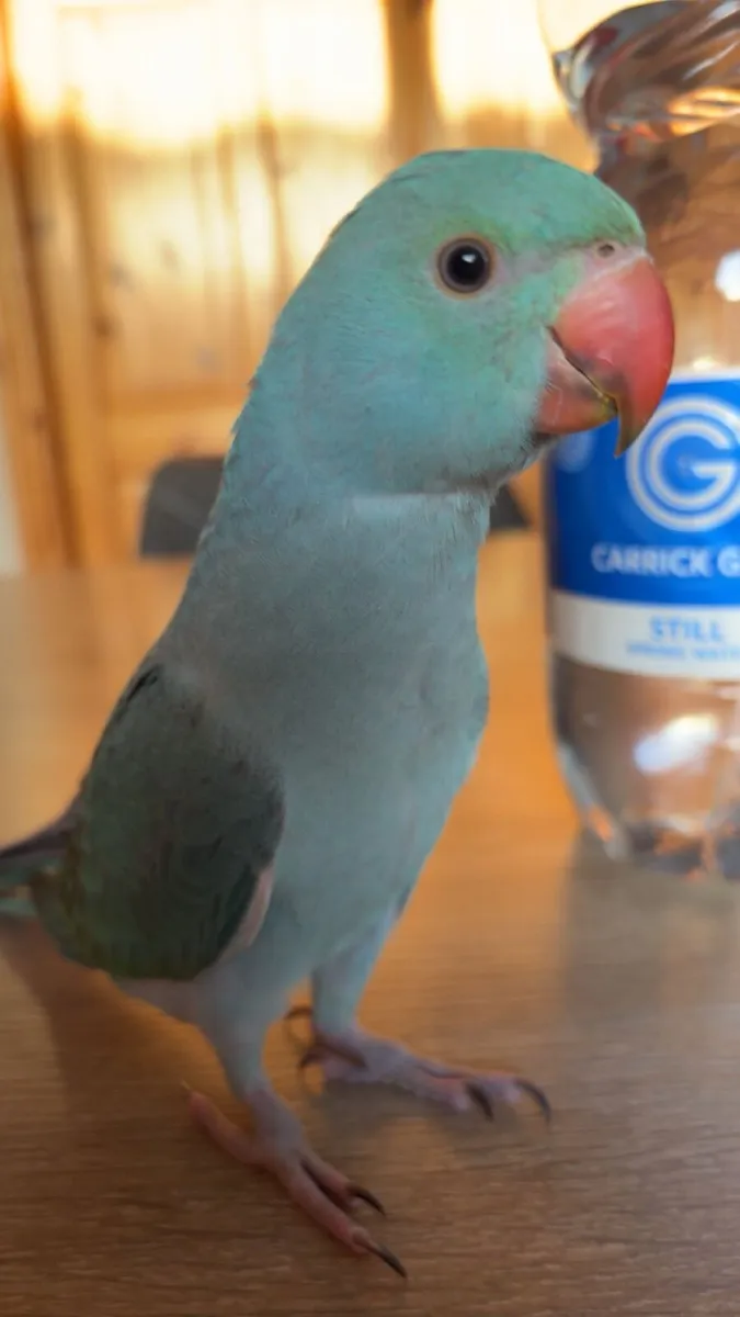 Indian ring neck - Image 3