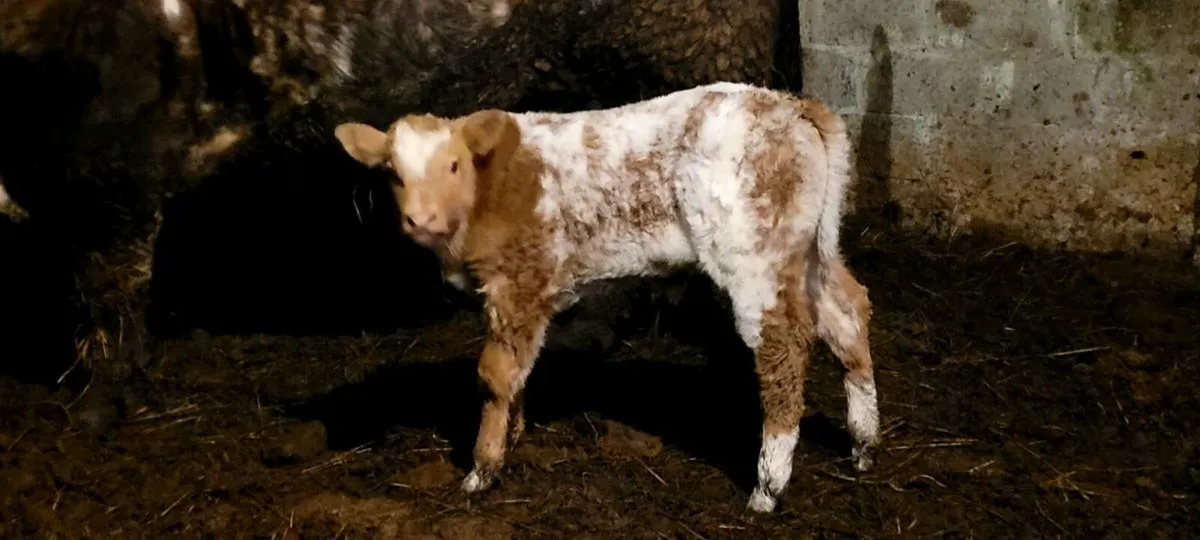 Super BBX Bull Weanling - Hybrid bull potential - Image 3