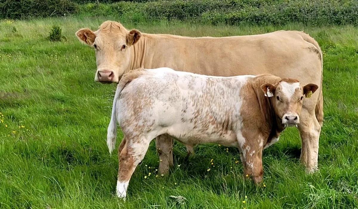 Super BBX Bull Weanling - Hybrid bull potential - Image 1
