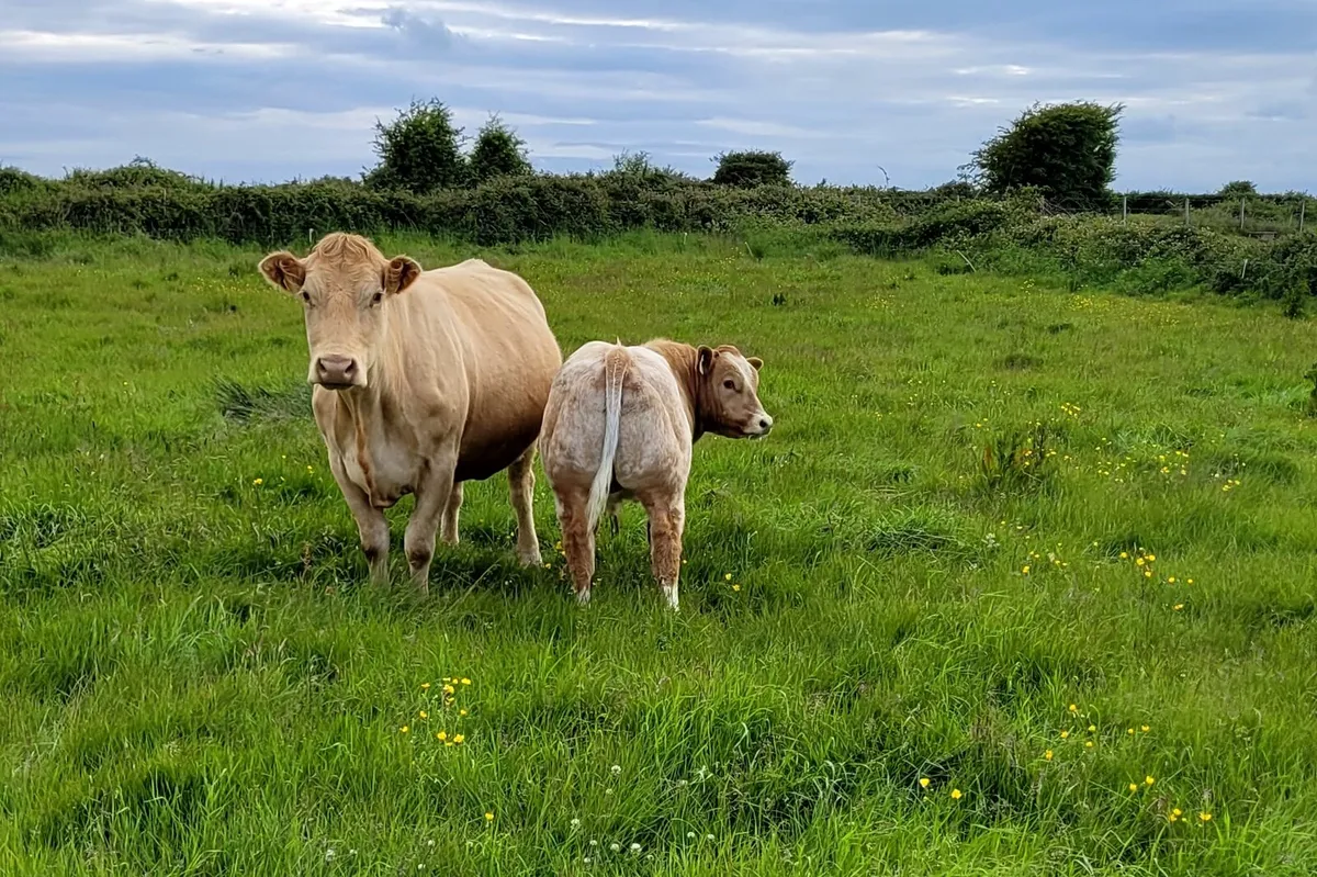 Super BBX Bull Weanling - Hybrid bull potential - Image 4