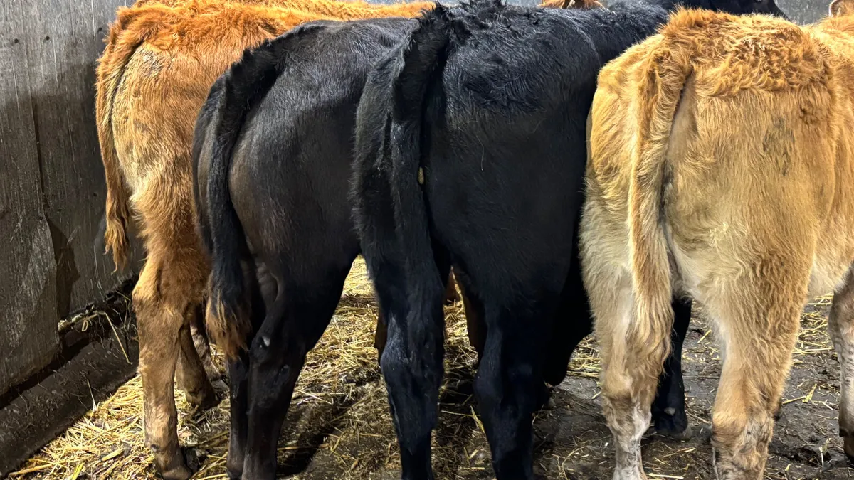 ⭐️5 Super Limousin Heifer Wealings ⭐️ - Image 3