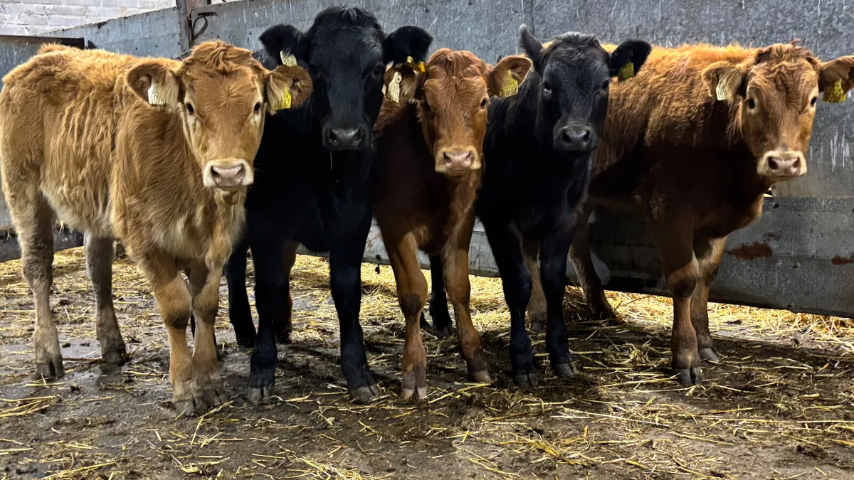 ⭐️5 Super Limousin Heifer Wealings ⭐️ - Image 4