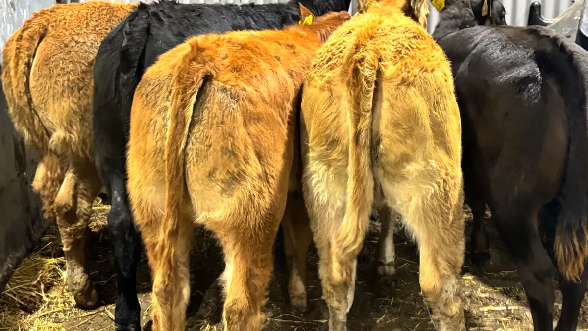 ⭐️5 Super Limousin Heifer Wealings ⭐️ - Image 2