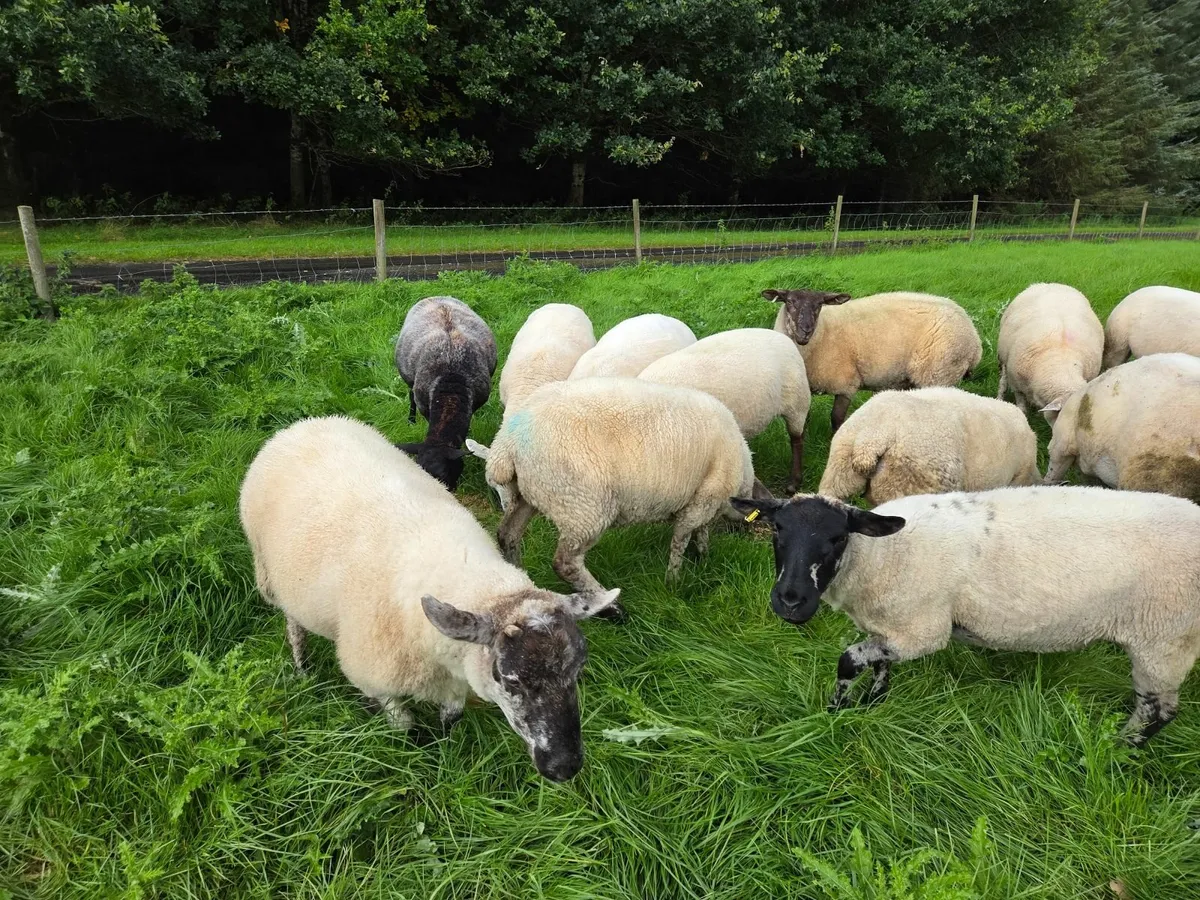 Sheep crossbreed - Image 2