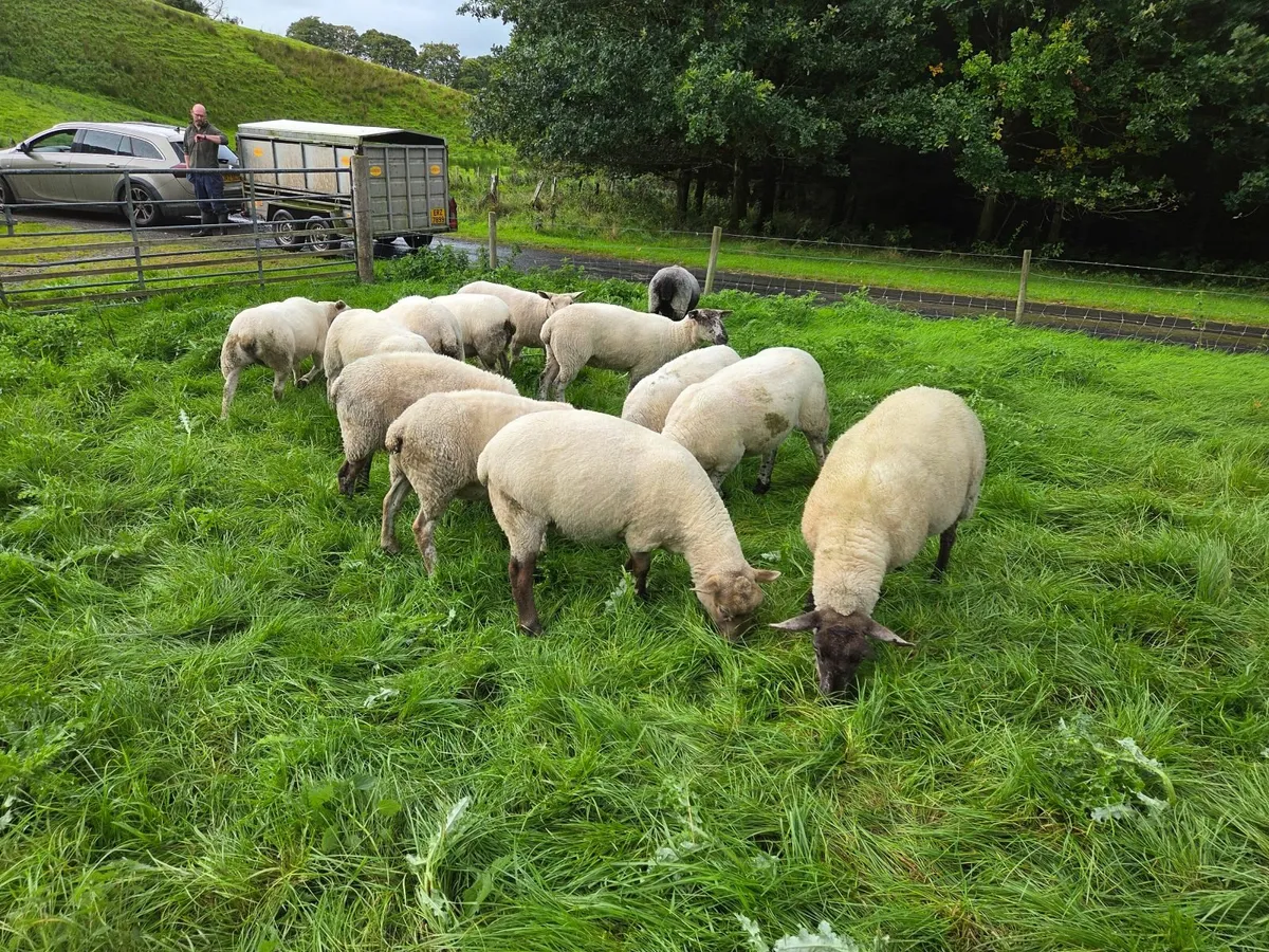 Sheep crossbreed - Image 4
