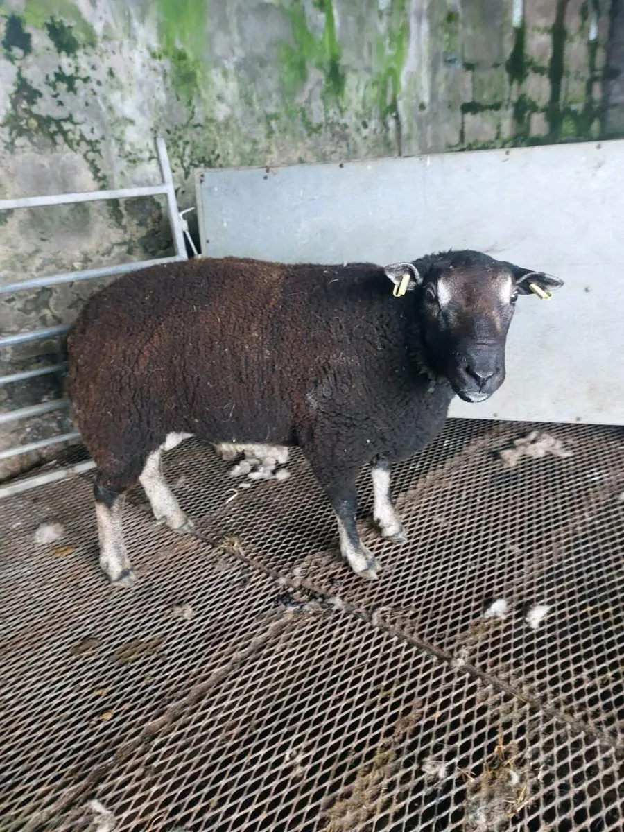 Pedigree badgerface hogget ram - Image 1