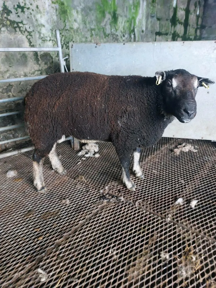 Pedigree badgerface hogget ram - Image 2