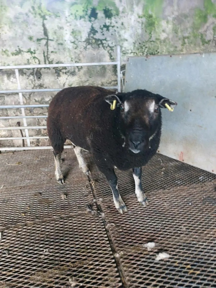 Pedigree badgerface hogget ram - Image 3