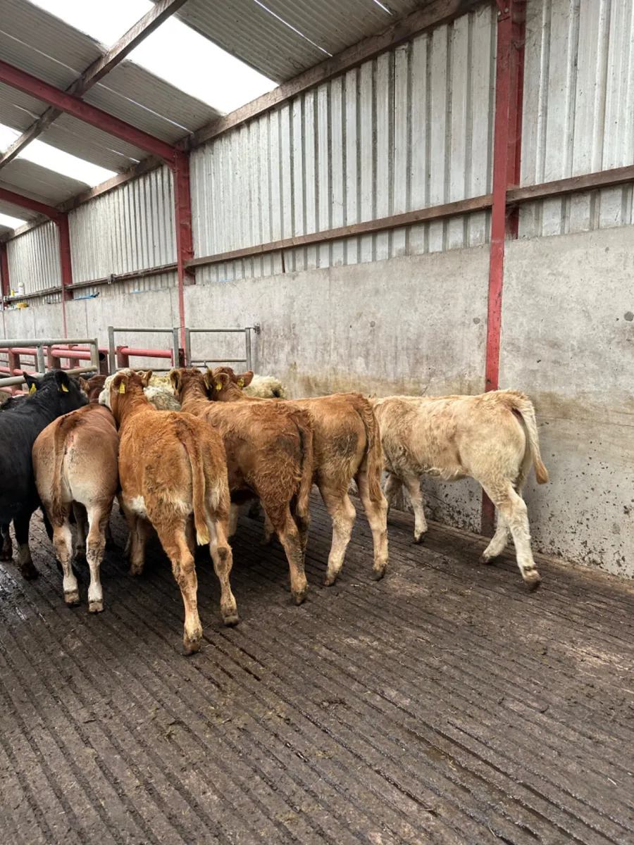 Charolais and lim heifers - Image 2