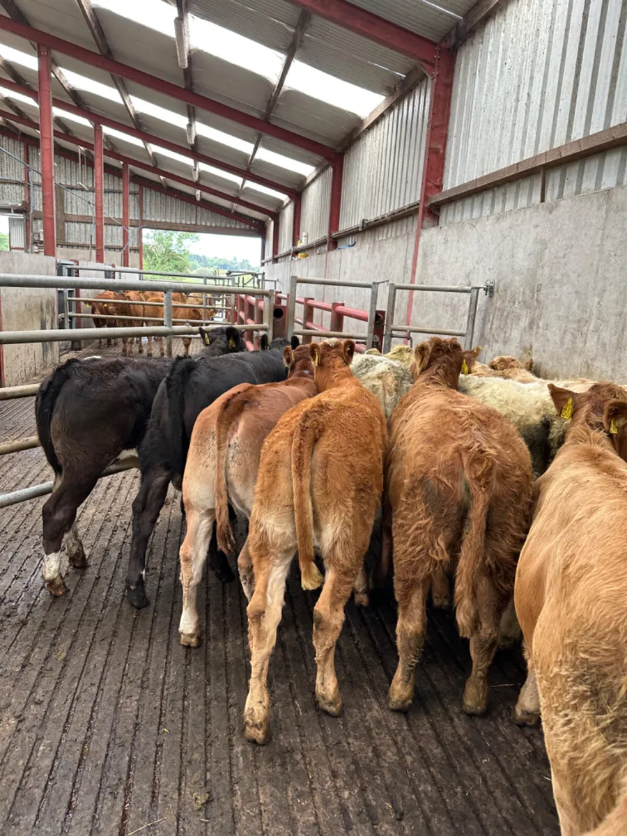 Charolais and lim heifers - Image 3