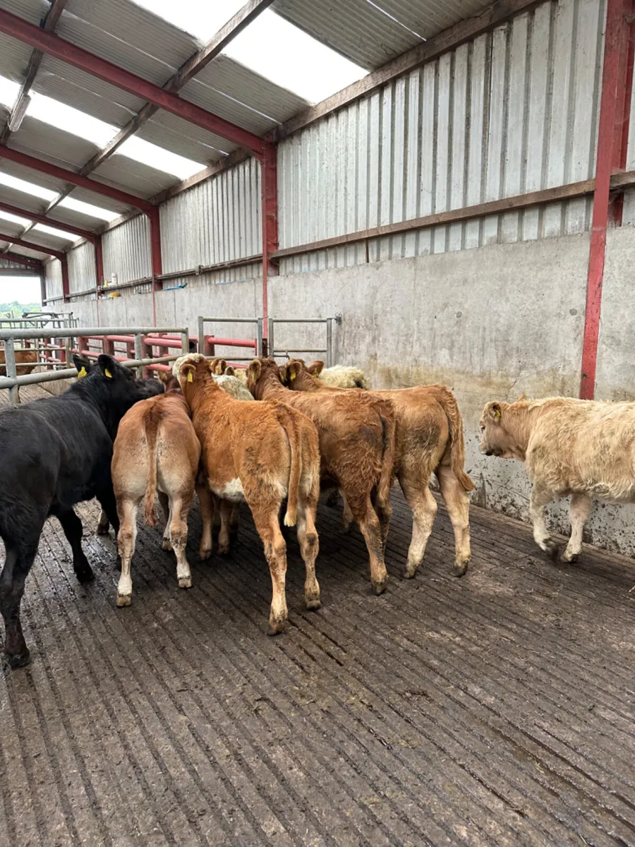 Charolais and lim heifers - Image 1