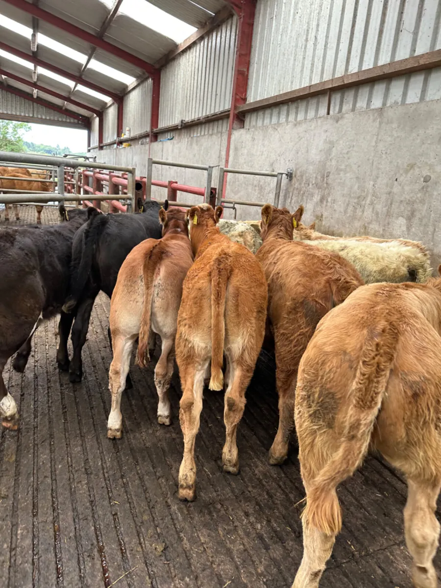 Charolais and lim heifers - Image 4