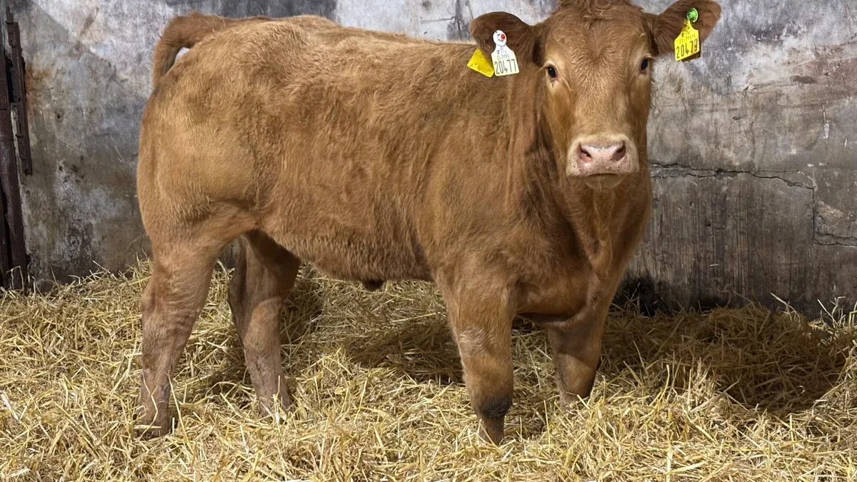 ⭐️ Smashing E Grade Limousin Heifer ⭐️ - Image 1