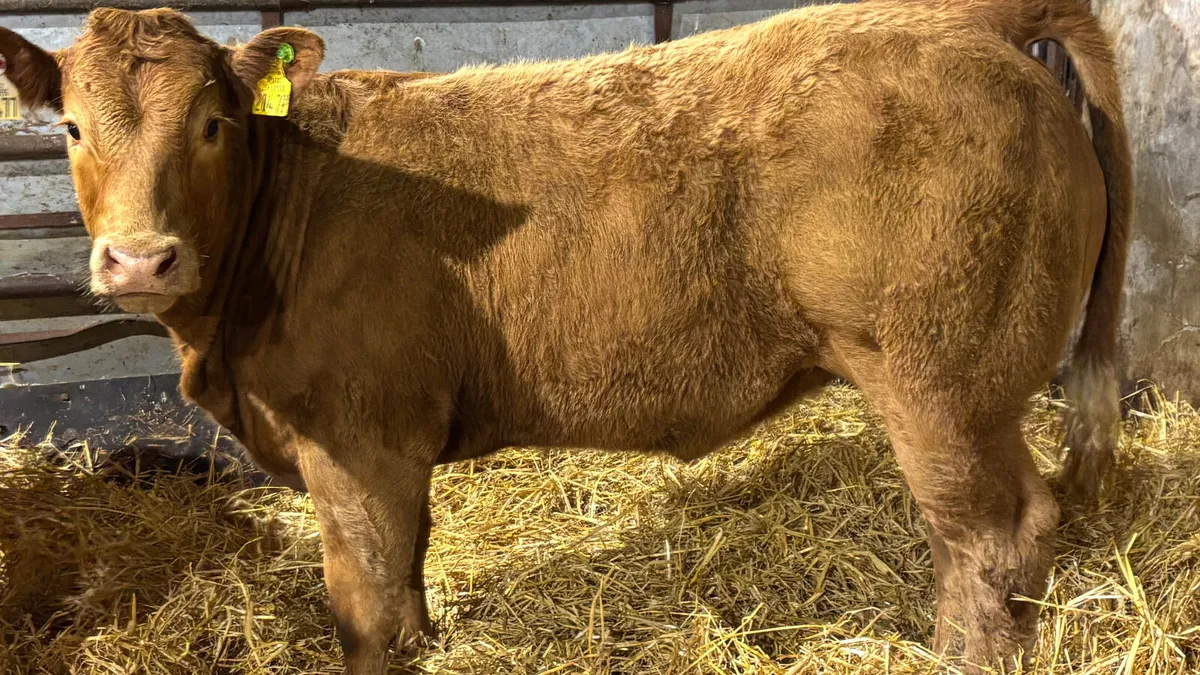 ⭐️ Smashing E Grade Limousin Heifer ⭐️ - Image 4