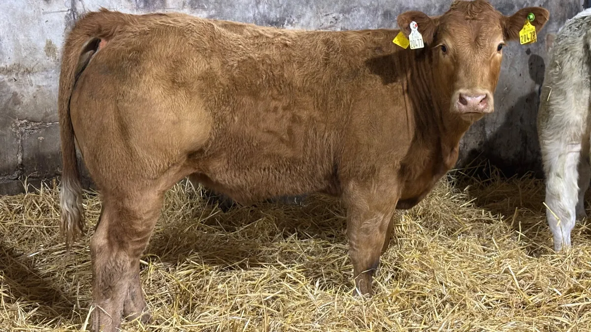 ⭐️ Smashing E Grade Limousin Heifer ⭐️ - Image 2