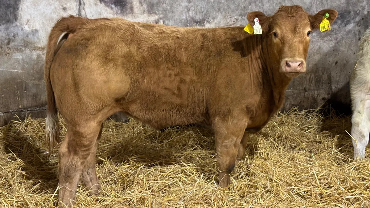⭐️ Smashing E Grade Limousin Heifer ⭐️ - Image 3