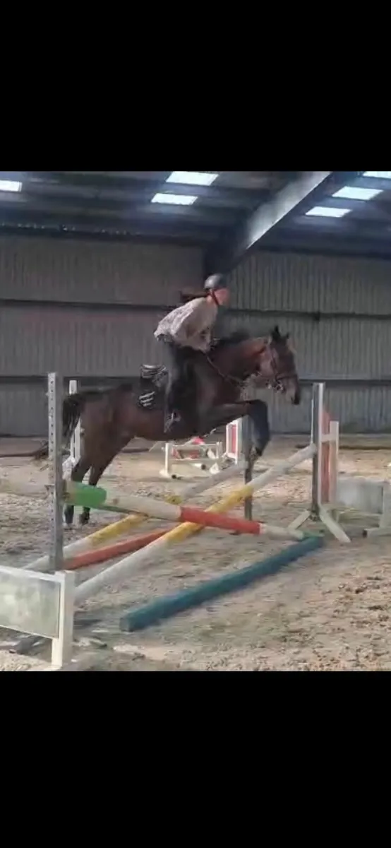 5yr old bay gelding - Image 1