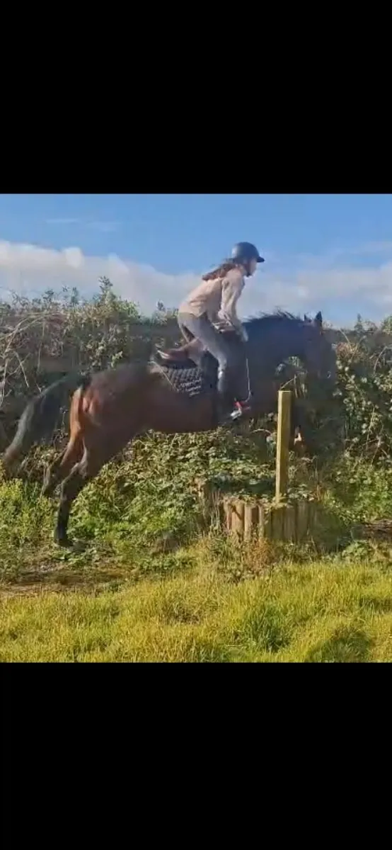 5yr old bay gelding - Image 3