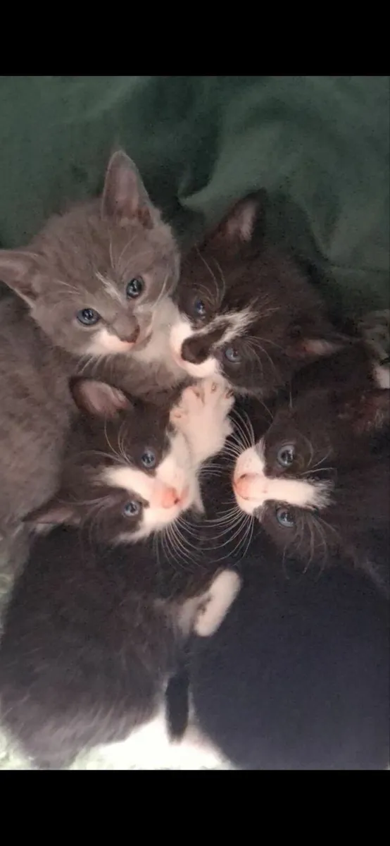 Kittens - Image 1