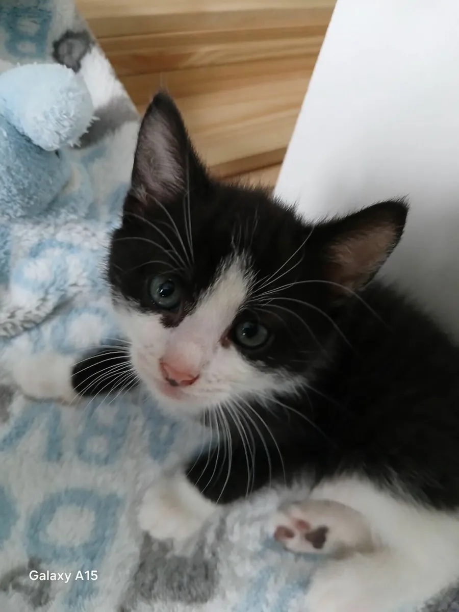 Kittens - Image 3