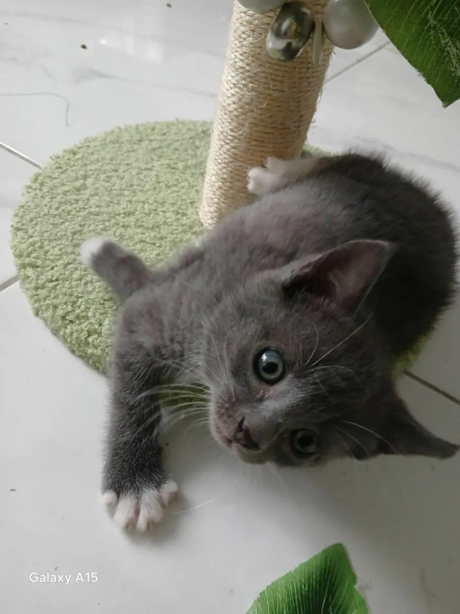 Kittens - Image 4