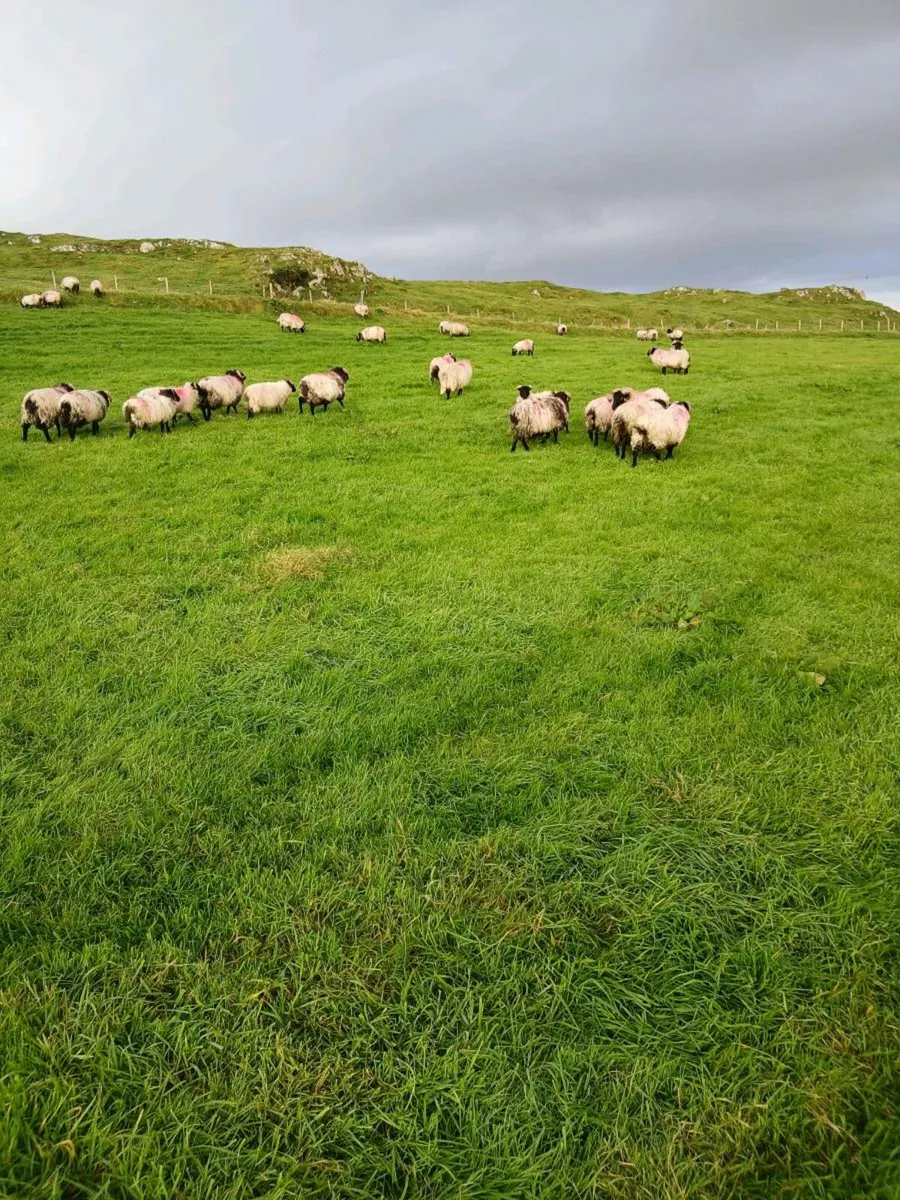 Mountain Ram Lambs - Image 1