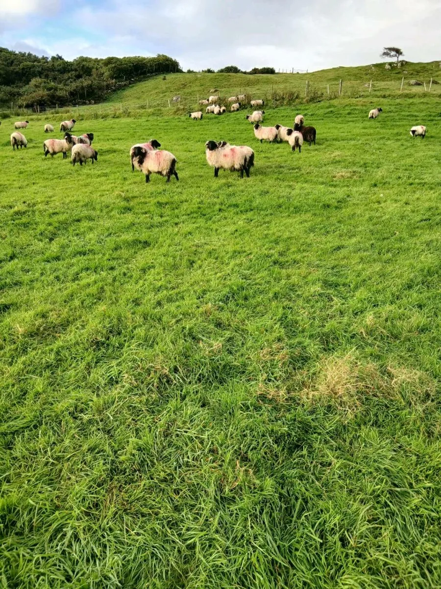 Mountain Ram Lambs - Image 2