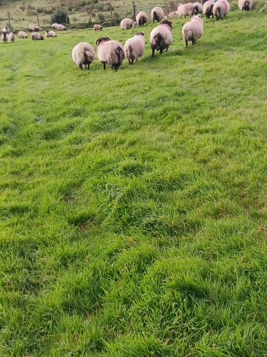 Mountain Ram Lambs - Image 3