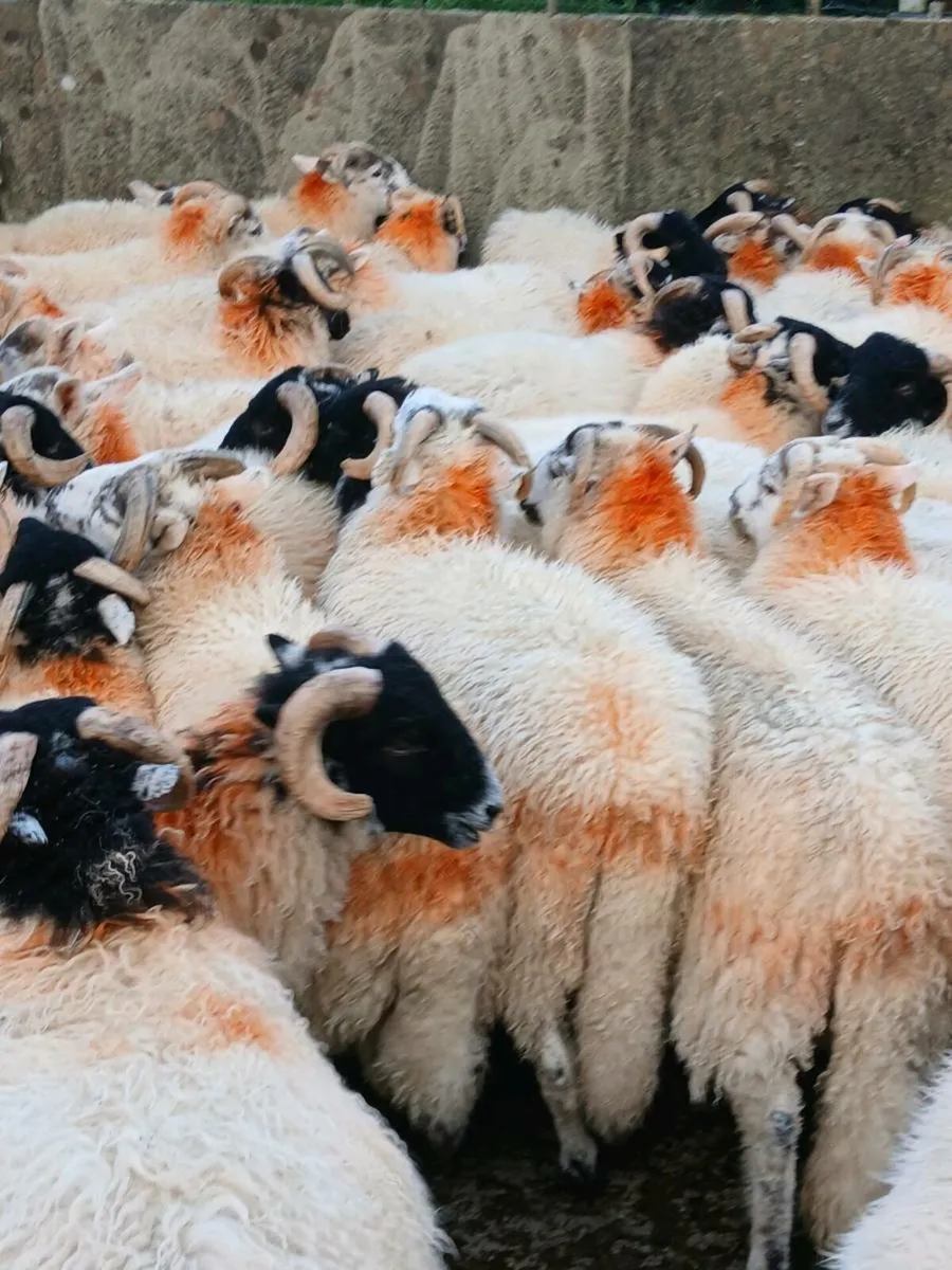 Ram  lambs - Image 1
