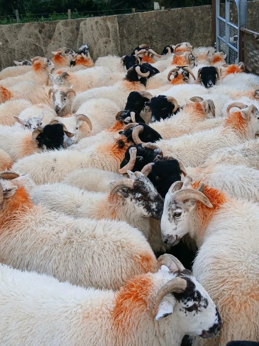 Ram  lambs - Image 2