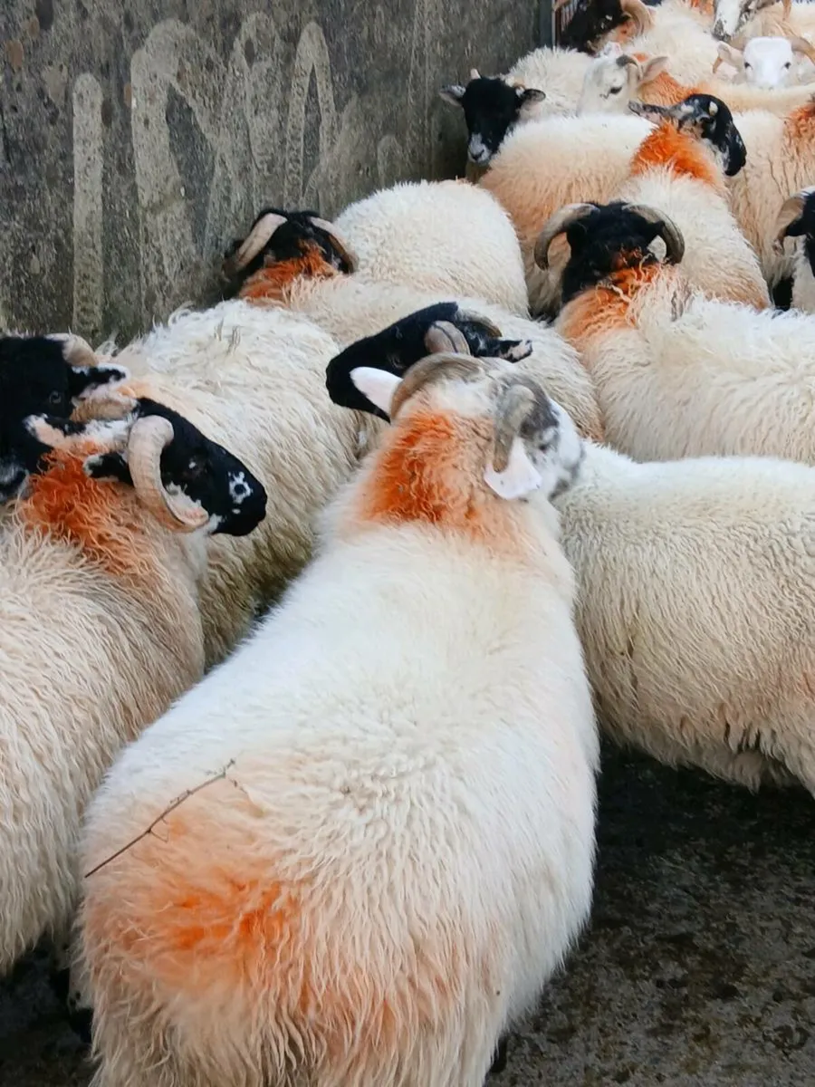 Ram  lambs - Image 3