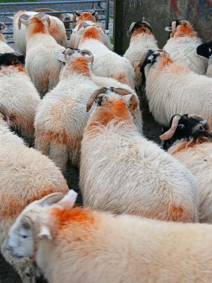Ram  lambs - Image 4