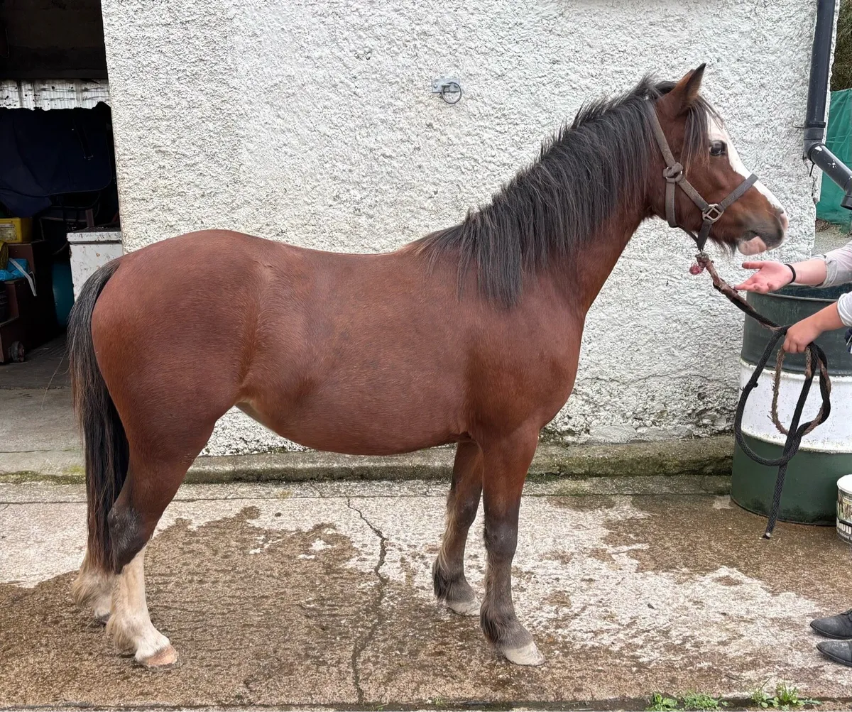 VERY FLASHY WELSH FILLY 🤩 - Image 1