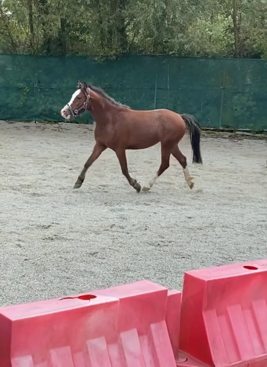 VERY FLASHY WELSH FILLY 🤩 - Image 2