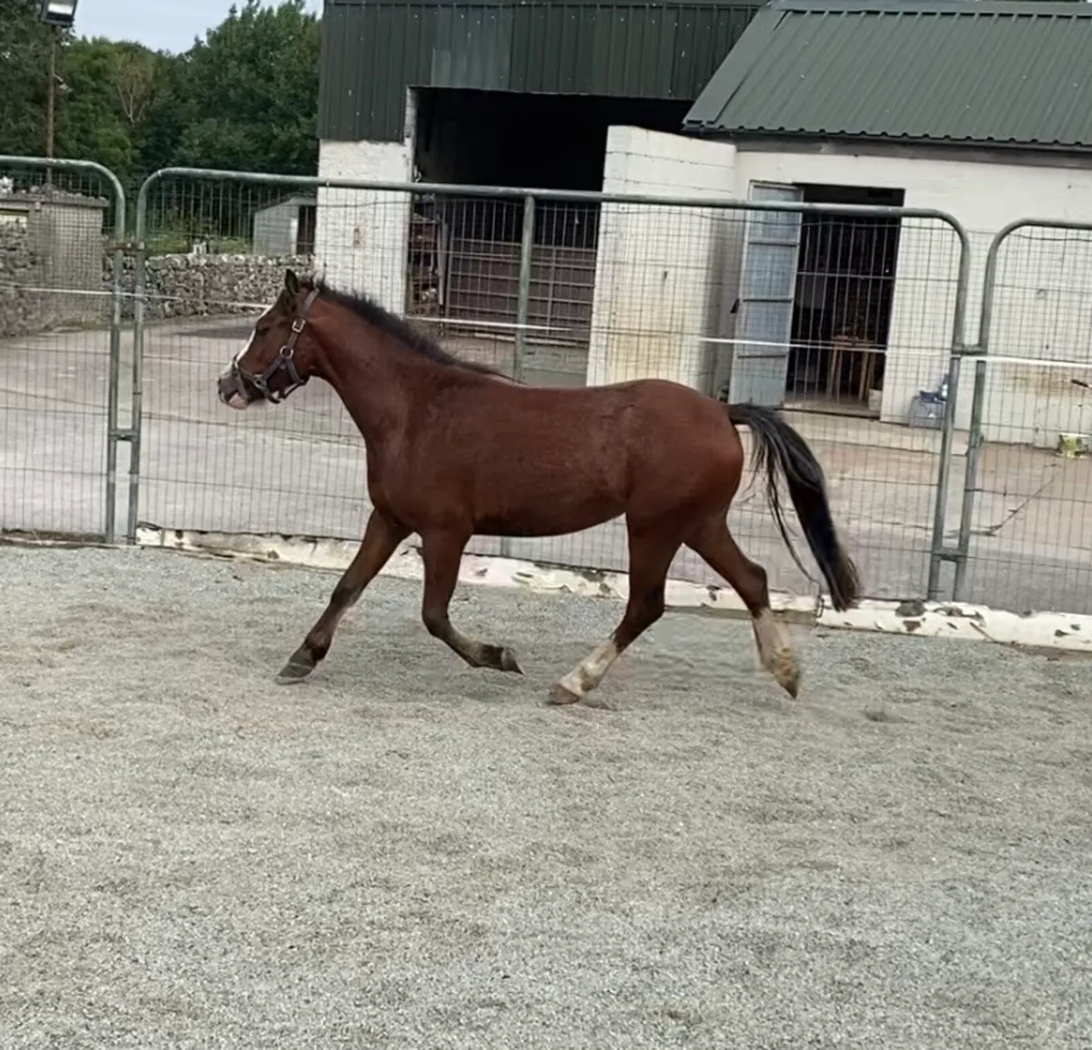 VERY FLASHY WELSH FILLY 🤩 - Image 3