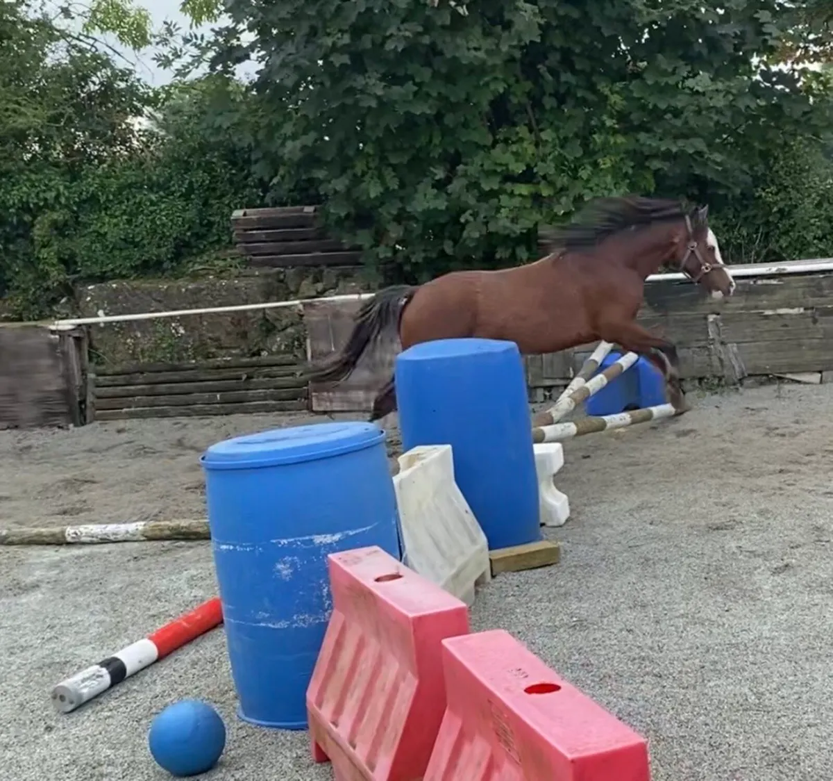 VERY FLASHY WELSH FILLY 🤩 - Image 4