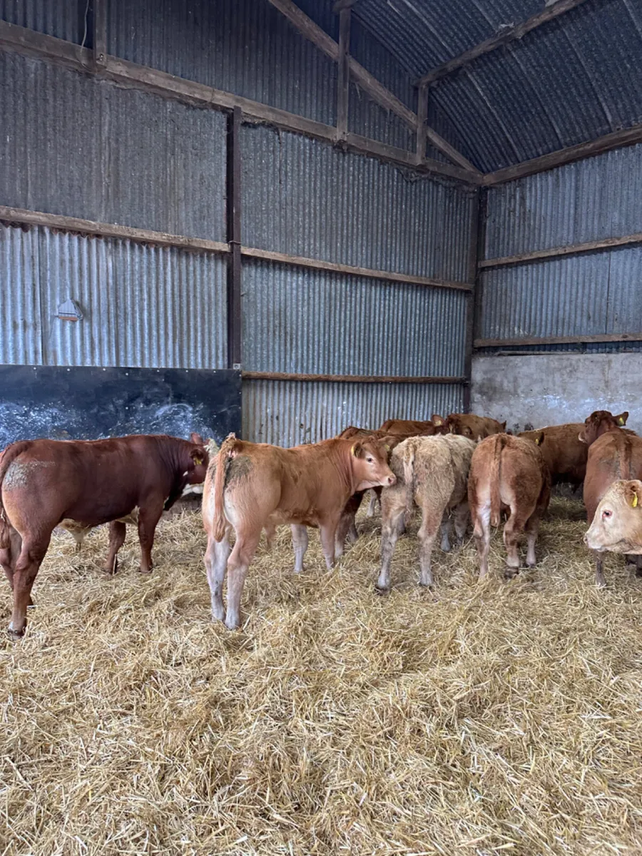 U and E grade bulls - Image 1