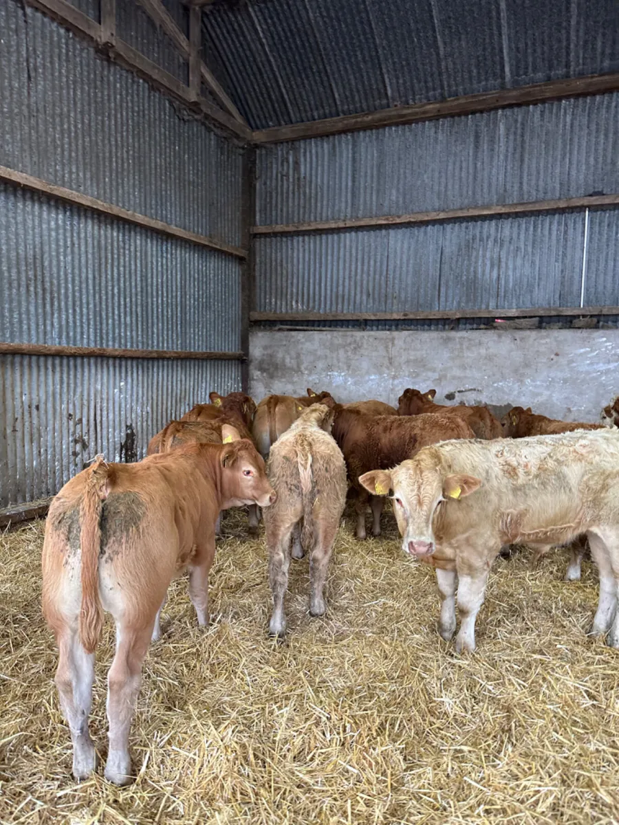 U and E grade bulls - Image 2