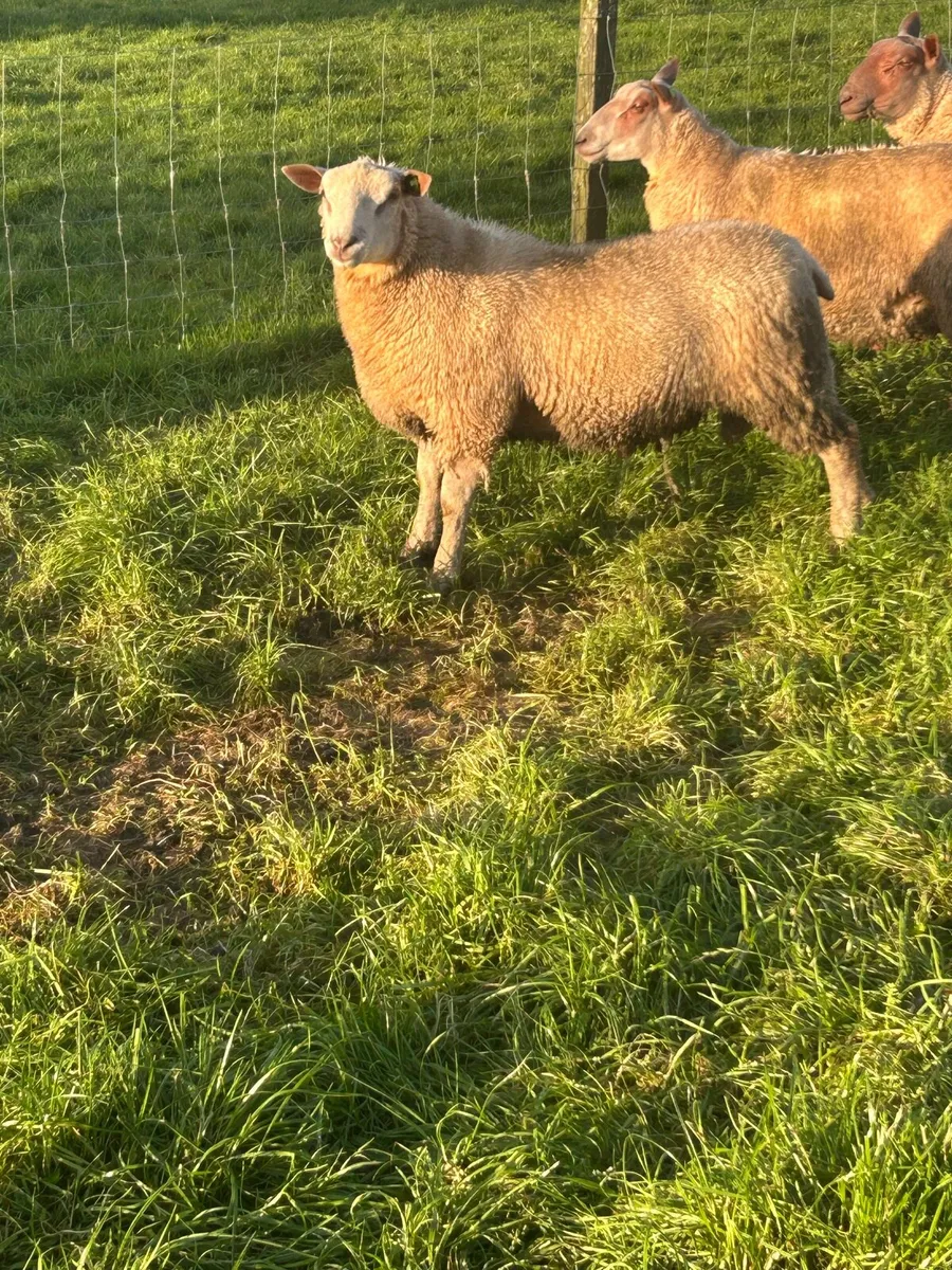 PBR sis eligible ram lambs - Image 3