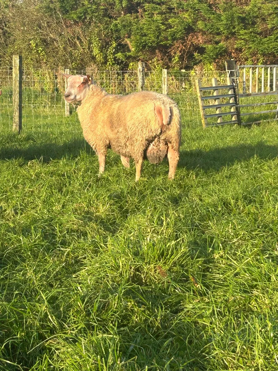 PBR sis eligible ram lambs - Image 4