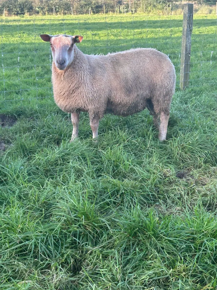 PBR sis eligible ram lambs - Image 1