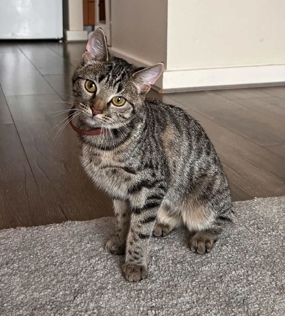 Young cat - Image 2