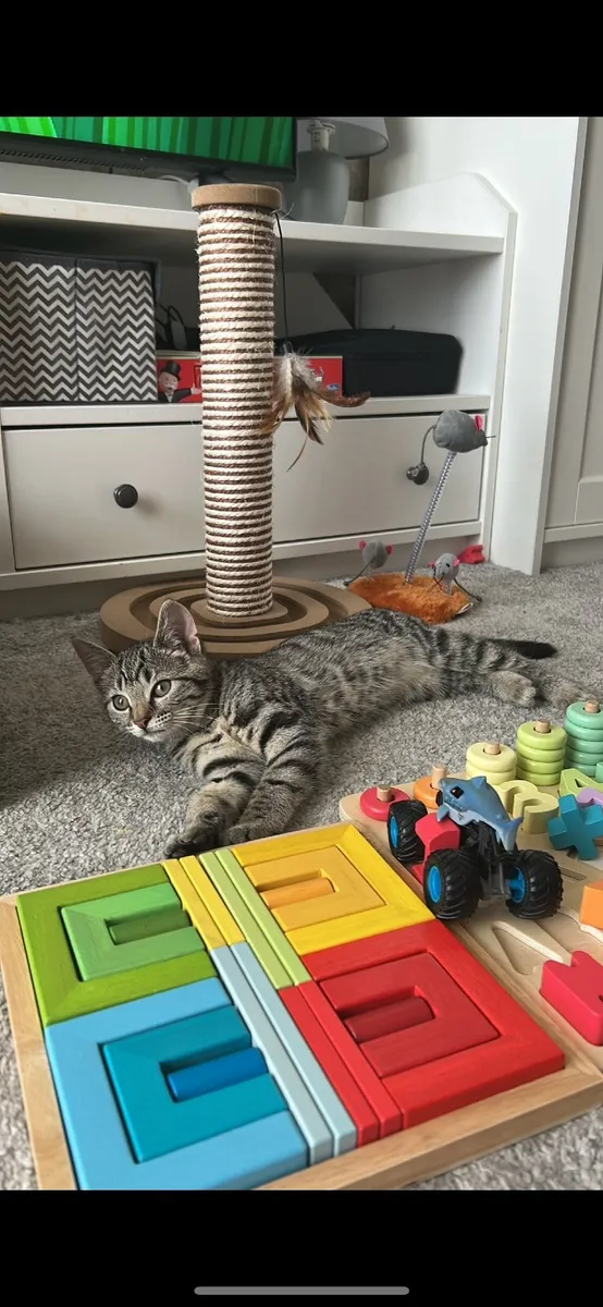 Young cat - Image 1